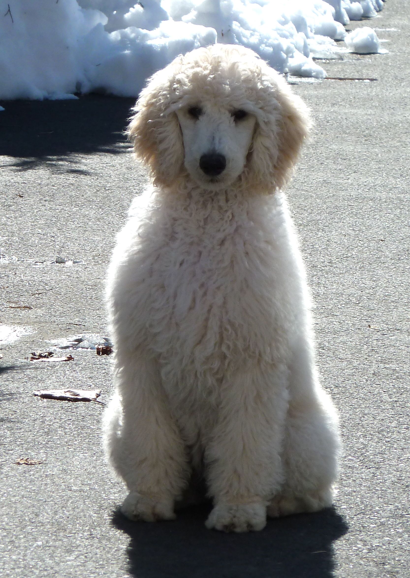 white poodle pup